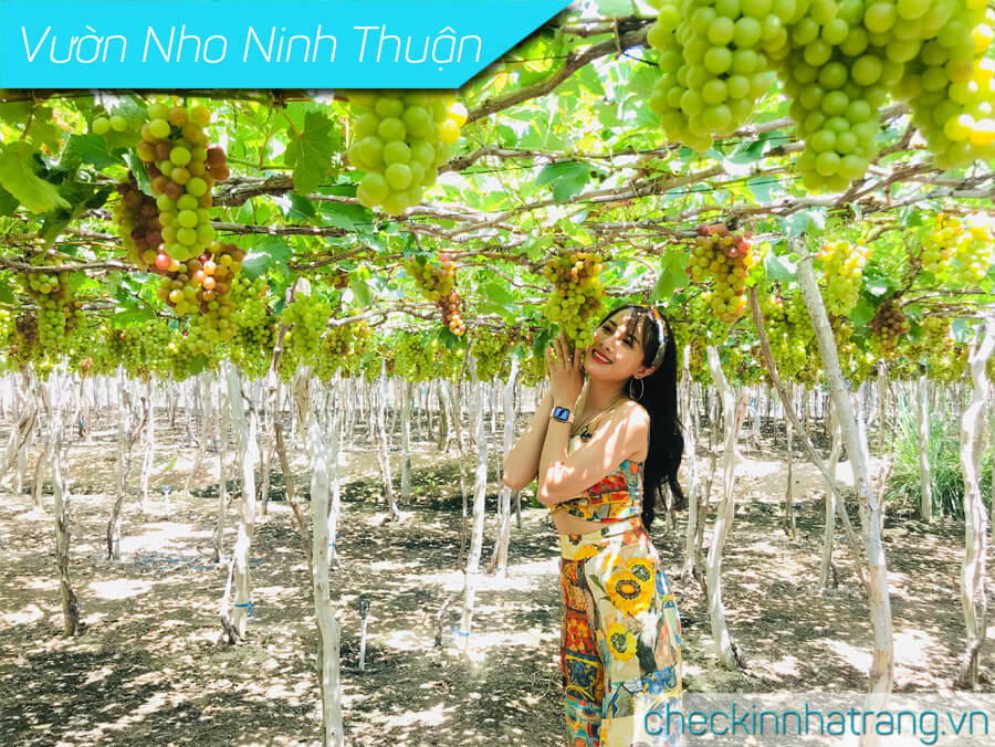 Vườn Nho Ninh Thuận